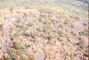 Aerial oblique view of saddle-prominent defoliation on Taconic Crest 14 October 1971 in Ellis Mine Hollow, Pownal, VT