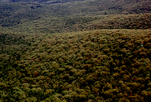 Aerial oblique view from above Plot 0516 showing vegetation discontinuity between red oak (Quercus rubra) woodlot and earlier successional forest on North - Middle Branch Birch Brook divide on 28 May 1972 in the Hopkins Forest.