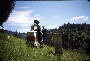 Sandi Sommer examining honeycomb