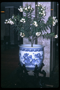 Hotel, Forbidden City: plant in blue ceramic urn