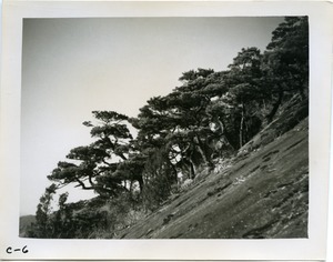 Pine trees clinging to hillside