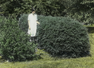 Carolina hemlock (woman and hedges)