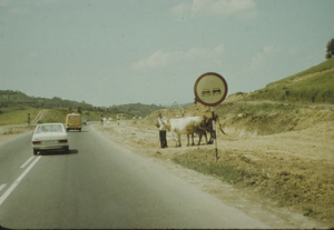 Peasant with cattle on side of highway