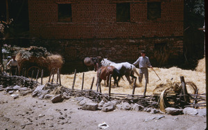 Grain-threshing horses