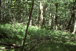 Hayscented Fern Study. 17. Small fern glade in Permanent plot near Taconic Range ridge.