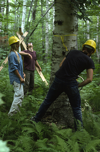 Meg Lowman (Class of 1976) and Tom Kalt watch Lee Kauppila ('76 UMass) felling a paper birch tree as part of NSF-URP paper birch biomass and productivity study.