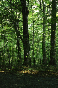 A Walk Along Debra Hall's Nature Trail: Stop 4. Sugar bush with large sugar maples (Acer saccharum).