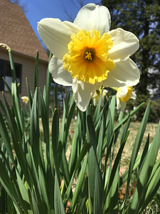 Resplendent daffodil