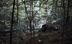 Beech (Fagus grandifolia) tree-fall in the South+Middle Branch Birch Brook. Morning after the 2.5" overnight (29-30 June 1973) rainfall event.