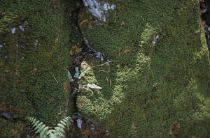Walking Fern (Camptosorus rhizophyllus) on carbonate outcrop in the Beinecke Stand.