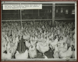 Chickens, Sturtevant Chicken Farm, Halifax, Massachusetts