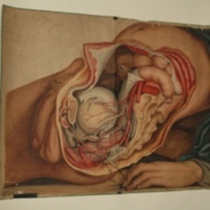 Teaching watercolor of pelvic organs and arteries of the male body, after Richard Quain's The Anatomy of the Arteries of the Human Body, 1848-1854