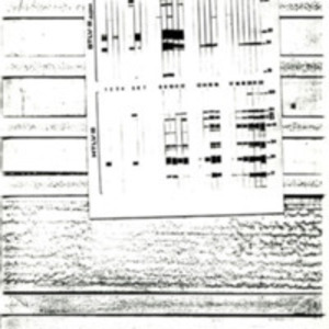 STLVIII and HTLVIII Monkey & Human Gels from Senegal, Burundi,and the United States