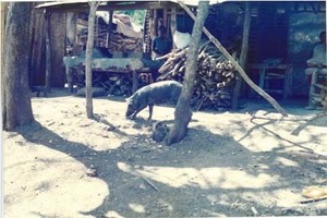 View of a pig in front of a house in a rural village in El Salvador