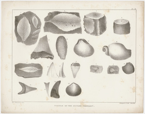 Orra White Hitchcock plate, "Fossils of the Eocene Tertiary," 1841