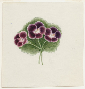 Watercolor drawing of a sprig of three unidentified purple flowers