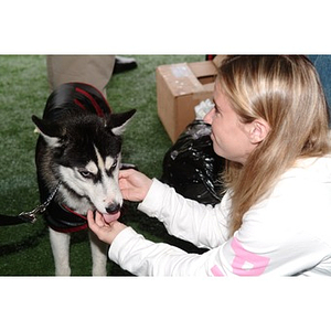 A student pets Northeastern mascot, King Husky, at the Homecoming game