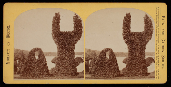 Stereograph of topiary bushes, Hunnewell Estate, Wellesley, Mass.