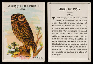 Birds of prey, owl, location unknown, undated