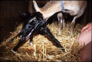 Mama goat with newborn kid