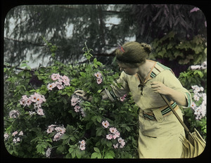 Woman examining shrub (rose of sharon?) in flower