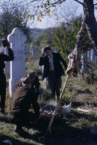 Roasting lamb at Šumadija graveyard