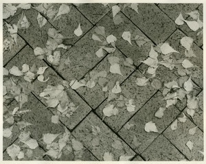 Birch leaves on patio