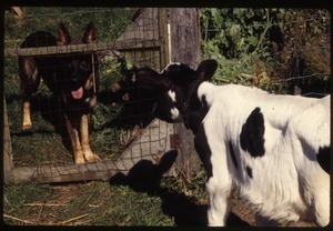 Calf and German shepherd, Wendell Farm