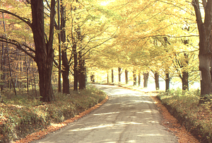 Sugar maple hedgerow on Northwest Hill Road in golden autumnal foliage 3.