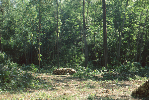 Wilson Greatbatch genetic plantation regeneration project image 6. Renovated plantation.