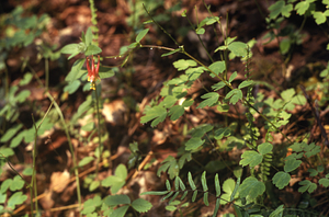 Wild columbine (Aquilegia canadensis) and purple cliff-brake fern (Pellaea atropurpurea) on marble boulder southeast of Beinecke Stand.
