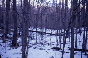 HMF Phenology #03 - 19 January 1972