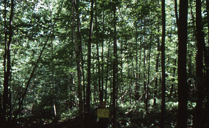 Birch Strips - White Birch Regeneration Study - White Birch Study Area. Strip Treatment Plot 3C. Landscape orientation.