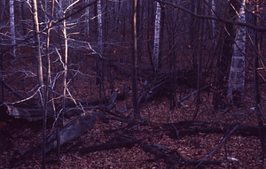 Dead American chestnut near base of Birch Brook Trail.