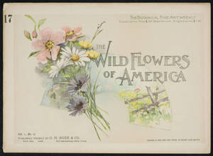 Wild flowers of America : flowers of every state in the American Union. Vol. 1., No. 17