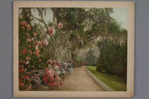 [Garden path with Spanish moss]