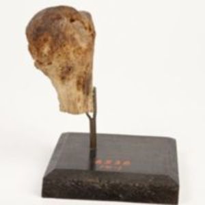 Excised head of humerus