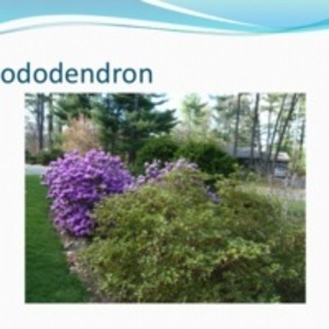 Rhododendron