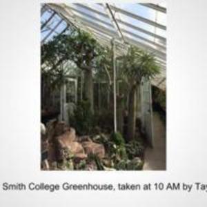 Trees in Smith College Greenhouse