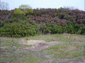 Lilac hedge, Rainsford Island