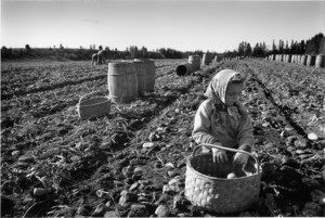 Aroostook County potato picking, Maine, 1954