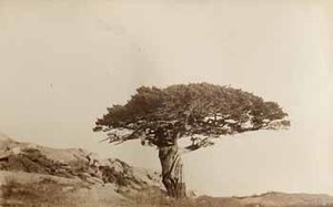 Umbrella tree at Smith's Point [first view]