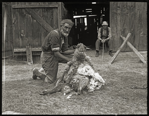 Uncle John Brooks and Ephrem Weston shearing sheep in front of barn