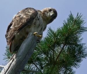 Red tailed hawk perched on a dead branch in front of a white pine, Wellfleet Bay Wildlife Sanctuary