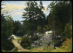 The Campground on Greylock (flowering shrub, evergreen tree, tents)