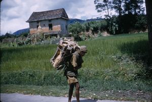 Porter carrying firewood
