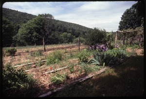 Garden in mid-summer, Montague Farm Commune