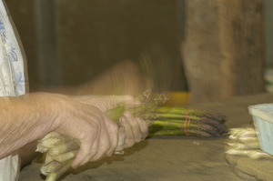 Hibbard Farm: close-up of a woman's hands while bunching asparagus