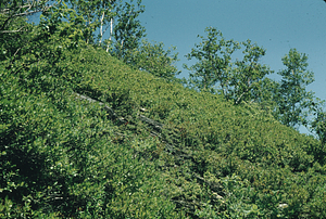 Huckleberry heath north of Route 2 near Shepherd's Well Trail.