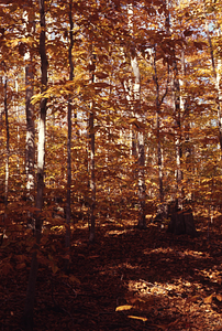 Beech invading area with chestnut stumps on ridge between North and Middle Branches of Birch Brook on Upper Loop Trail.